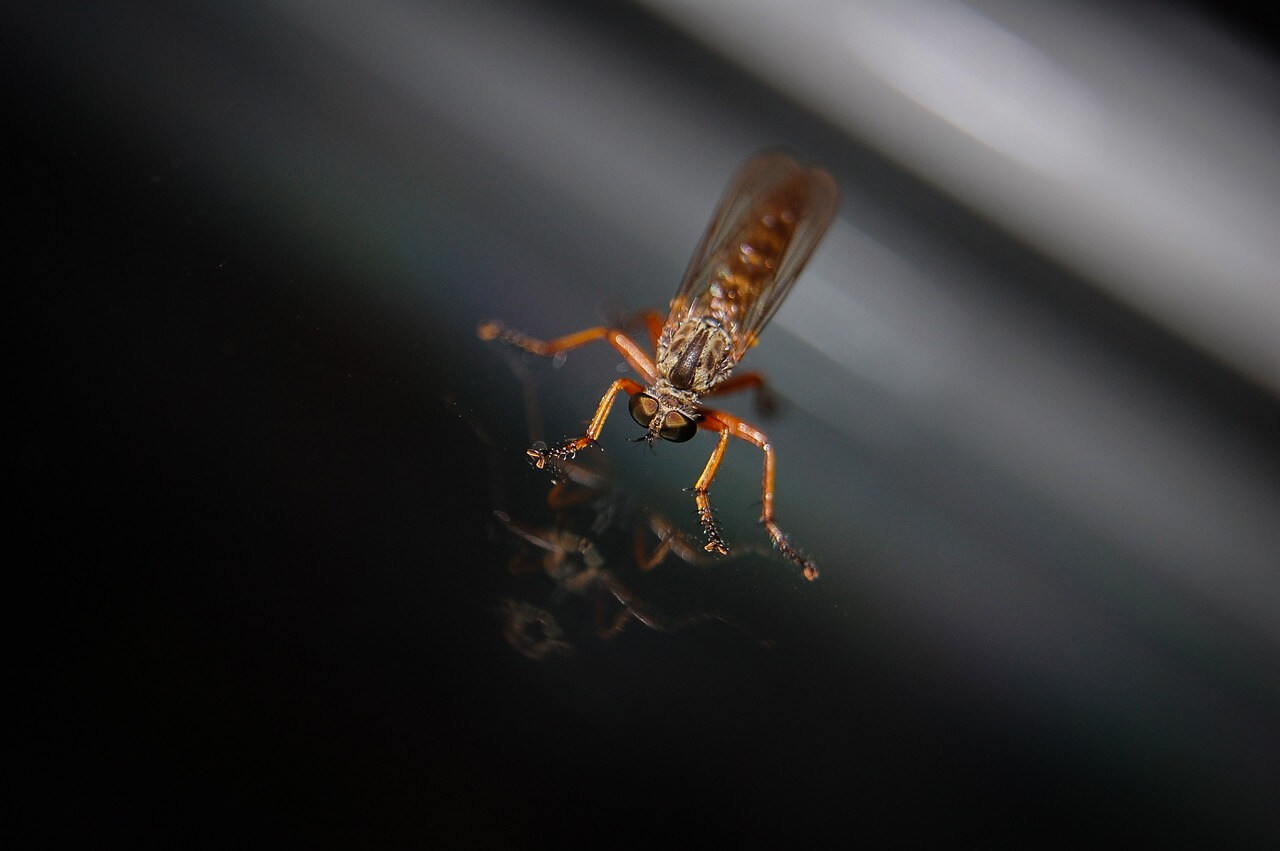 2024 일본뇌염 예방접종 영유아 성인 사백신 생백신 