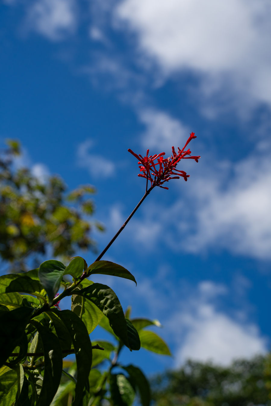 아카카 폭포 열대우림