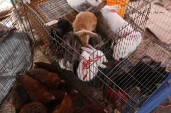 김포 5일장 날짜와 주차정보 먹거리를 안내_21