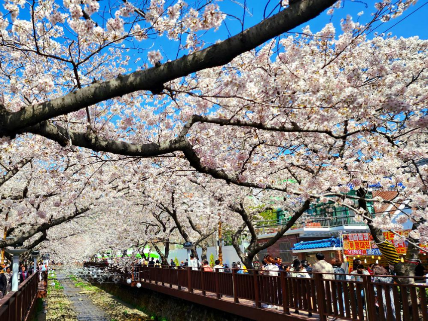 벚꽃 절정 시기 맞춰 가는 2025 진해 군항제 여행 TIP