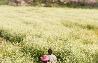 제주 보롬왓 메밀축제