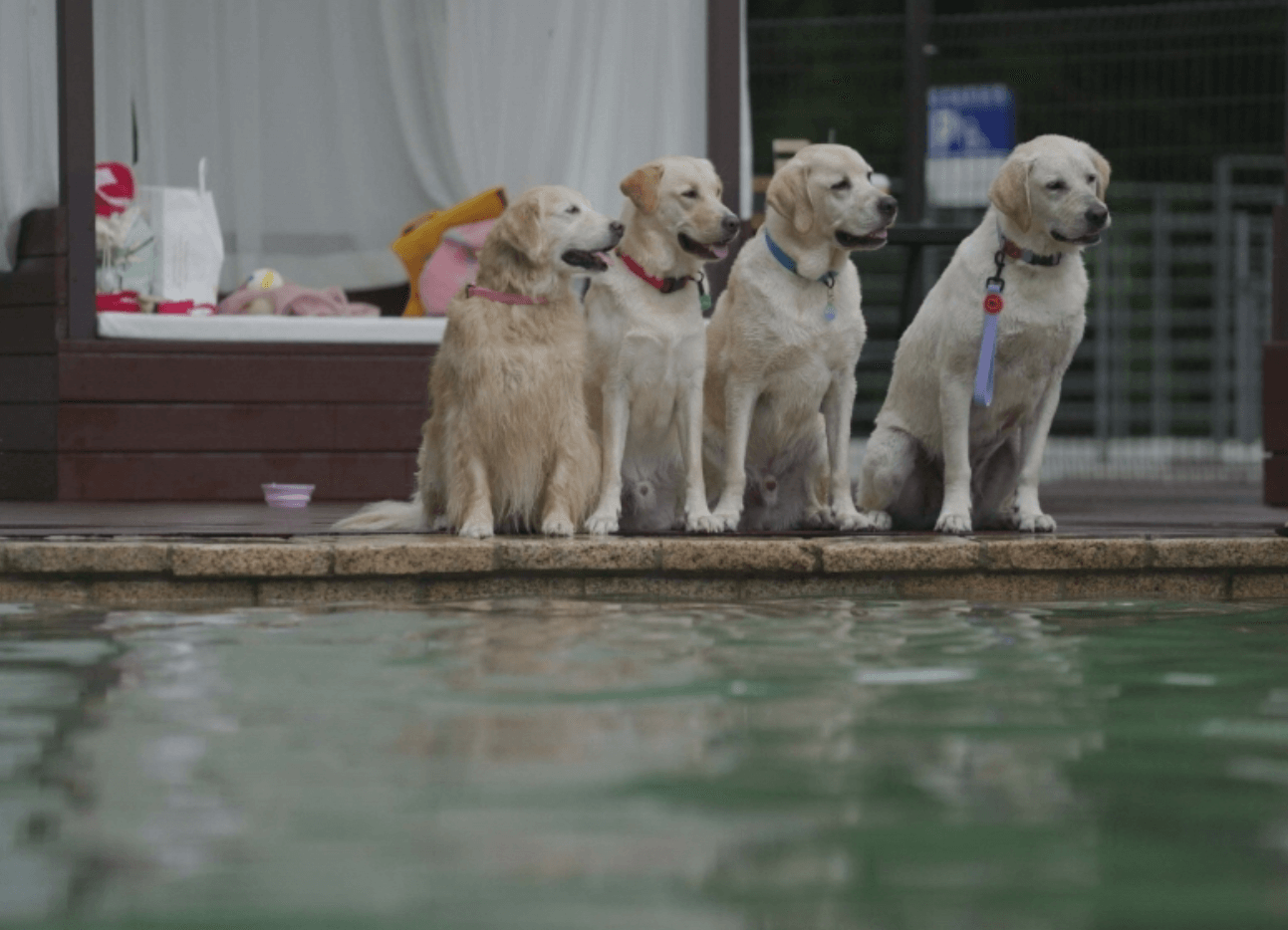 강원도 겨울 반려동물 애견 동반 여행지 추천