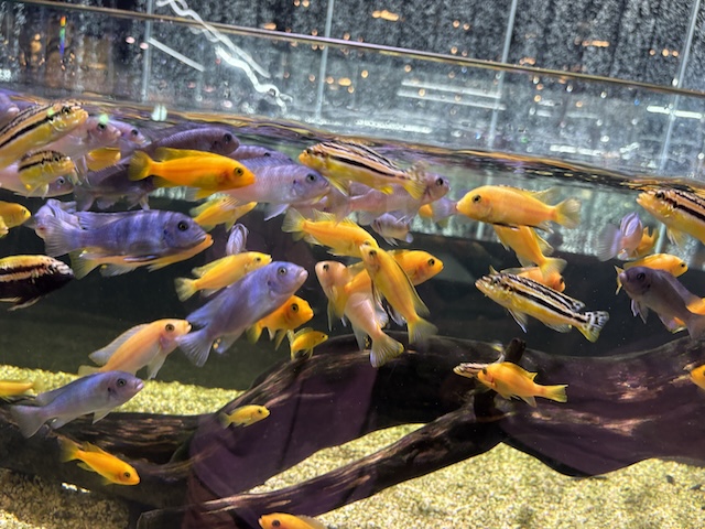 알록달록 금붕어