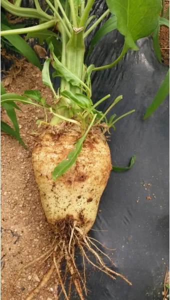 사탕무 재배 봄 파종 당도 관리 수확 보관_7