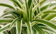 거미식물 (Spider Plant) 무늬 접란 공기 정화 식물 실내 인테리어 식물