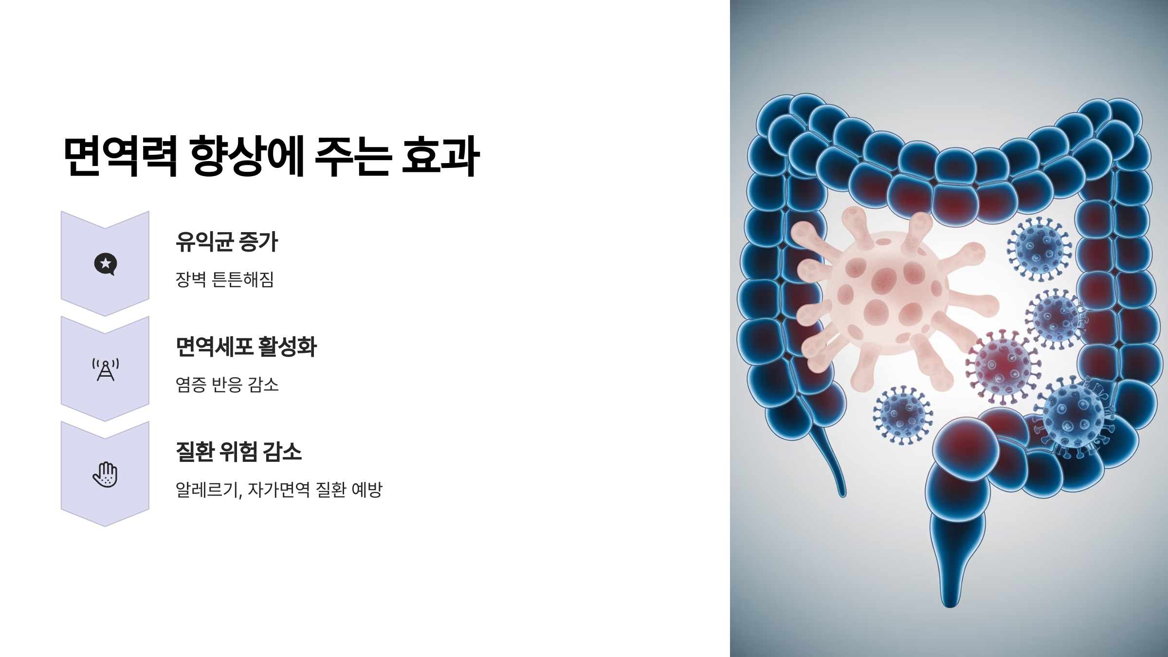 면역력 향상에 주는 효과 설명