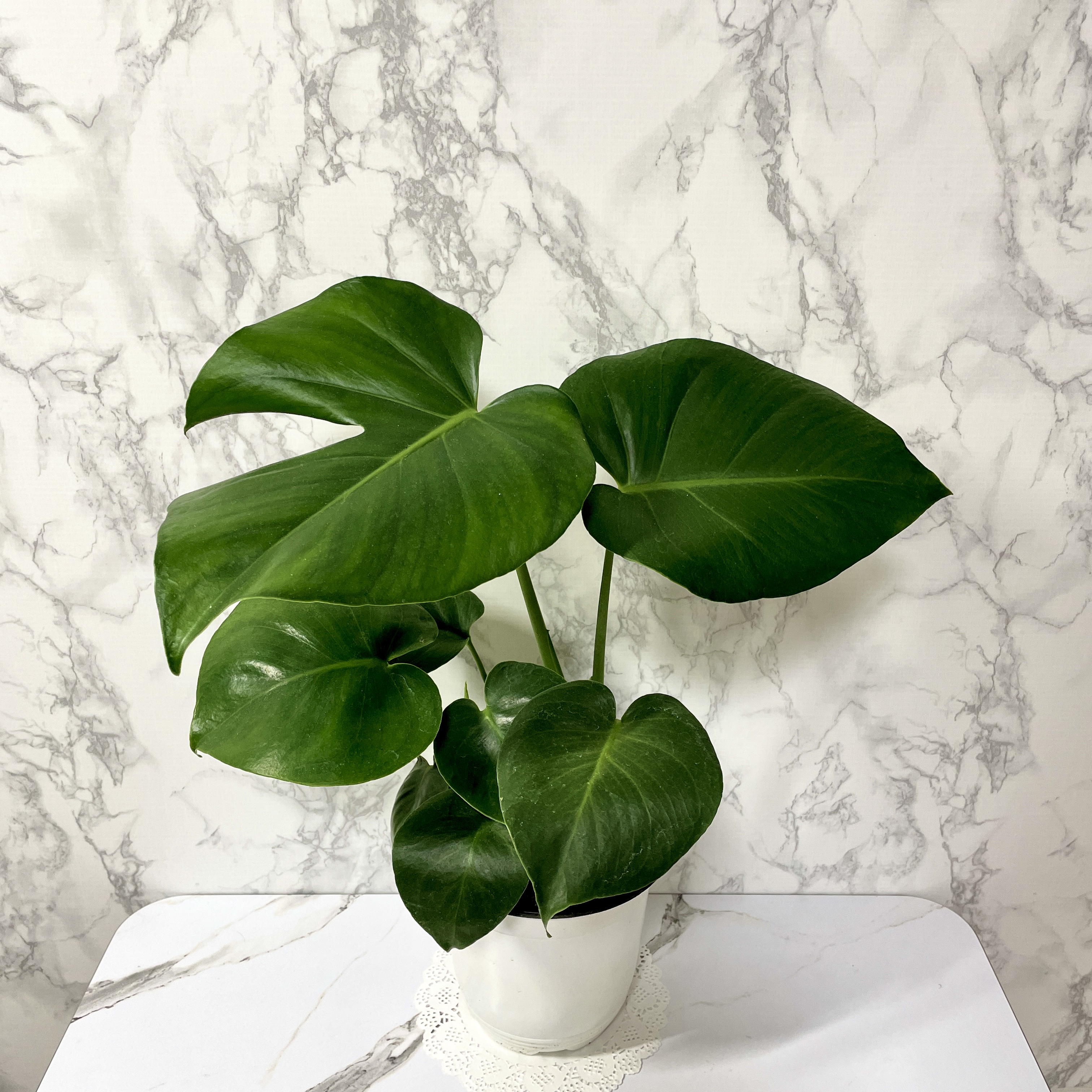 몬스테라 키우기 물주기 수경재배 분갈이 가지치기