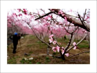 복숭아 나무 한살이 시기_20