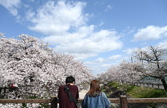 2025 진해 군항제 완벽 가이드