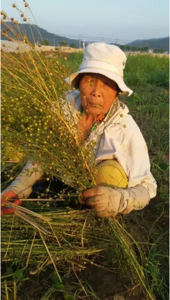 아마 재배 파종 시기 잡초 관리 섬유용 수확_5
