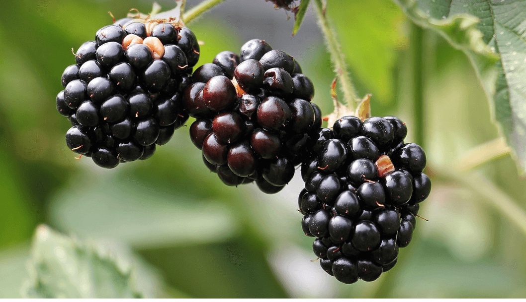 장 건강에 좋은 음식과 관련 된 사진 - 17