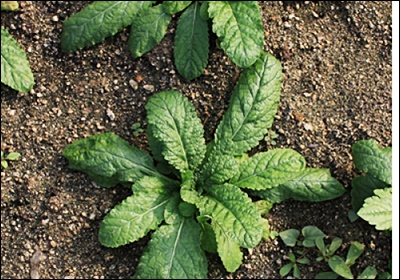 곰보배추 효능&amp;#44; 먹는 법 총정리 