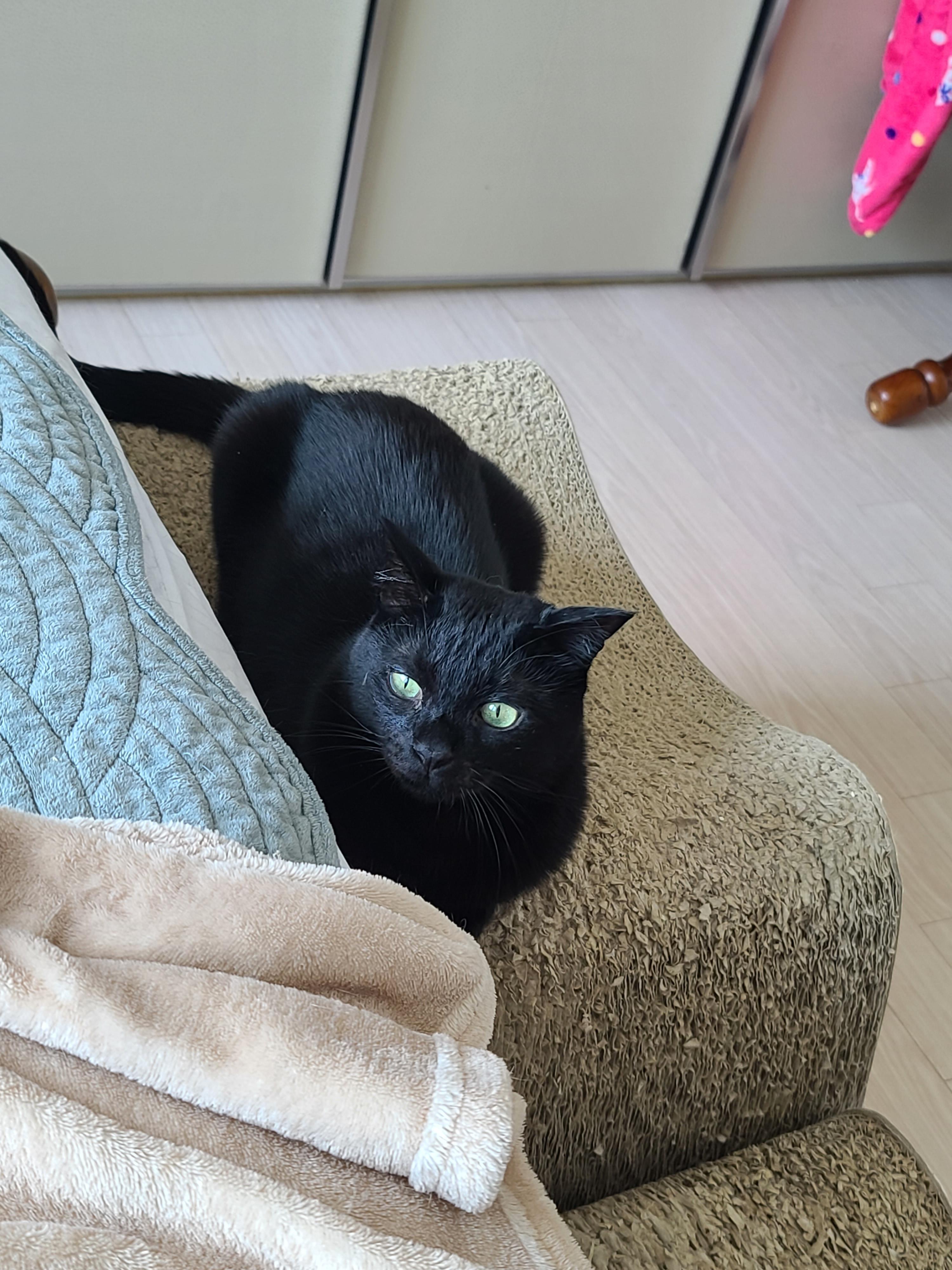 일요일 아침. 봄햇살에 기분이 좋은 고양이들.