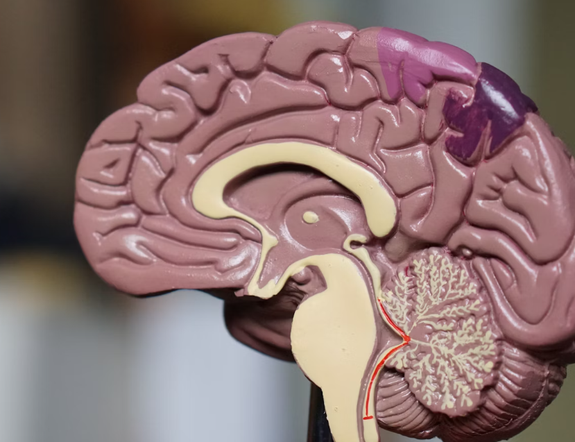 송화가루 효능 : 뇌건강