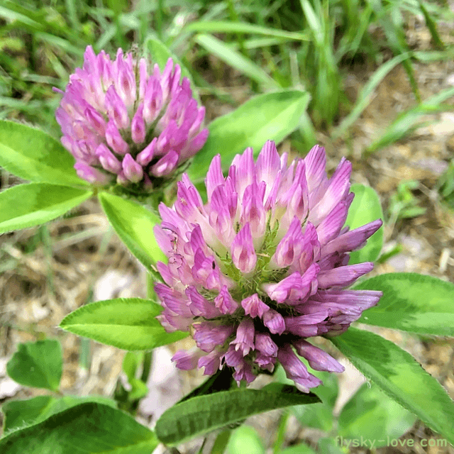 여성 건강에 좋은 붉은토끼풀 (red clover)