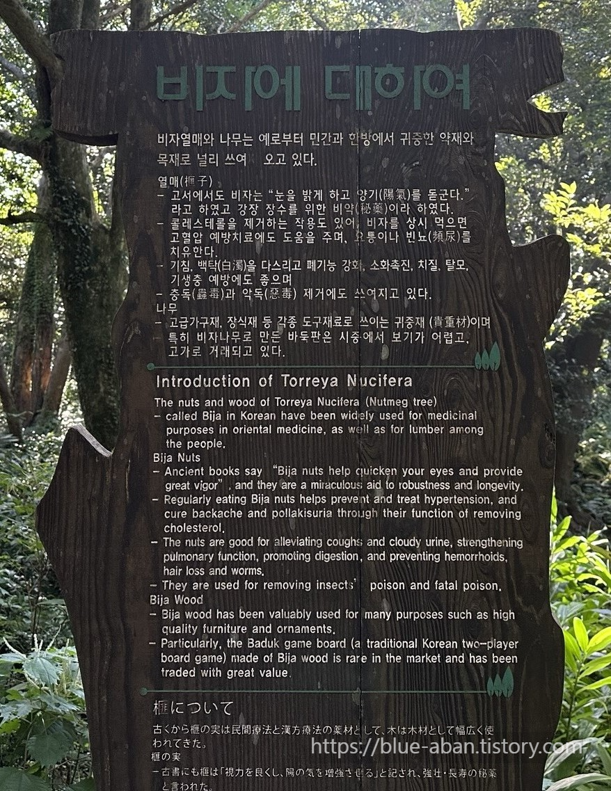 비자나무 설명