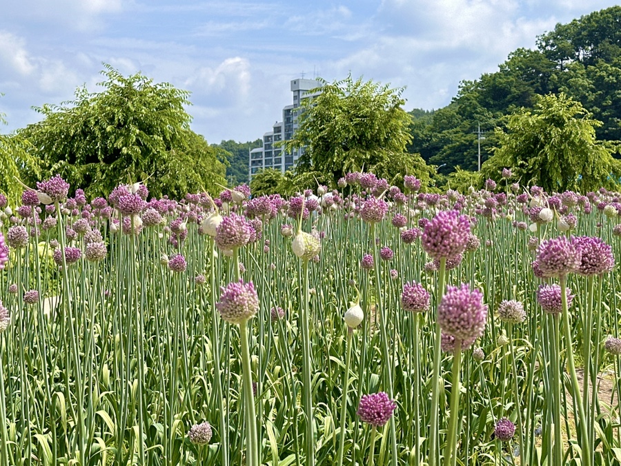 유구색동수국정원 수국축제