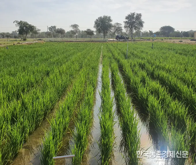 벼 재배 모내기 시기 분얼 관리 논 물대기_7