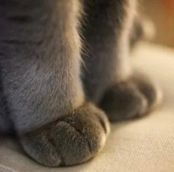 고양이 발톱 빠짐 피 염증_2