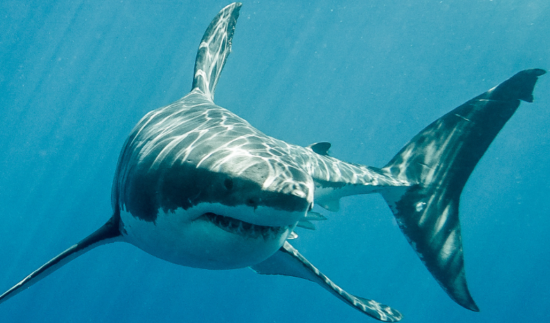 상어 이미지