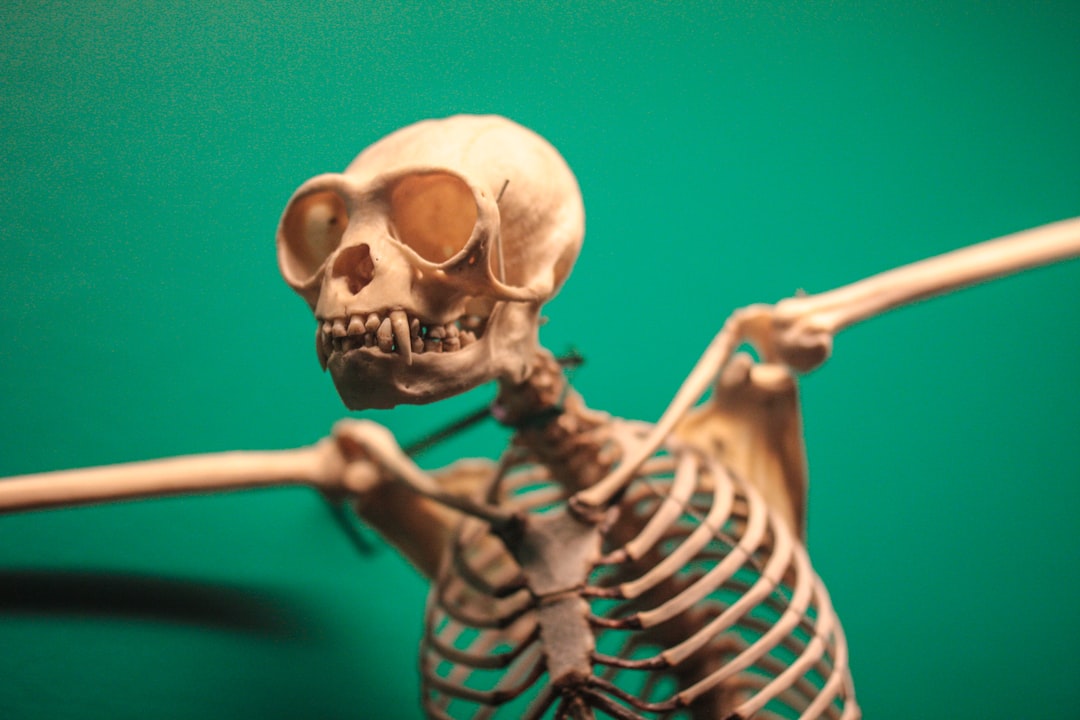 Skeleton