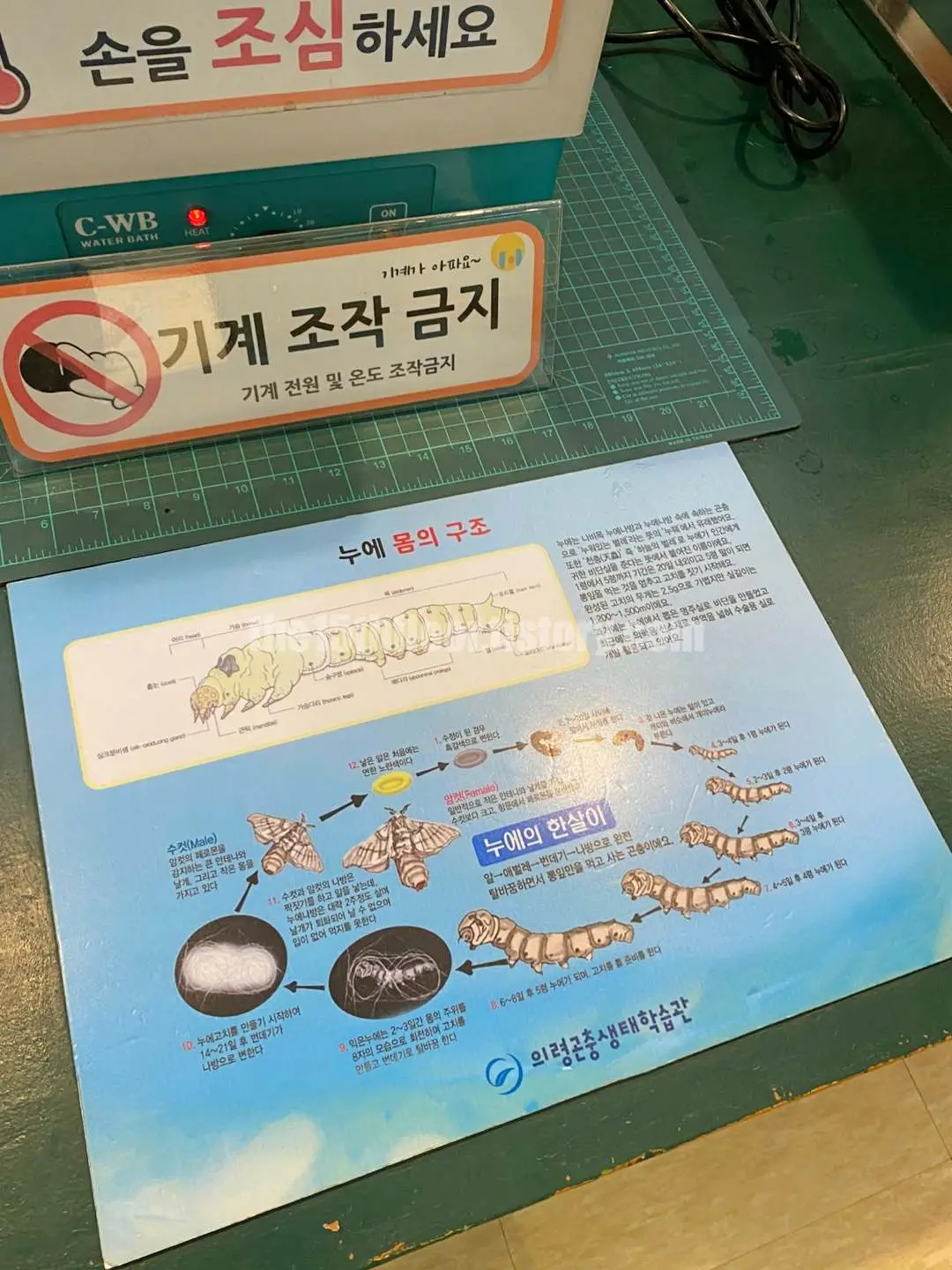 경남 의령 &amp;#39;의령 곤충생태학습관&amp;#39; (2층 &amp;#39;곤충 탐구관&amp;#39;)