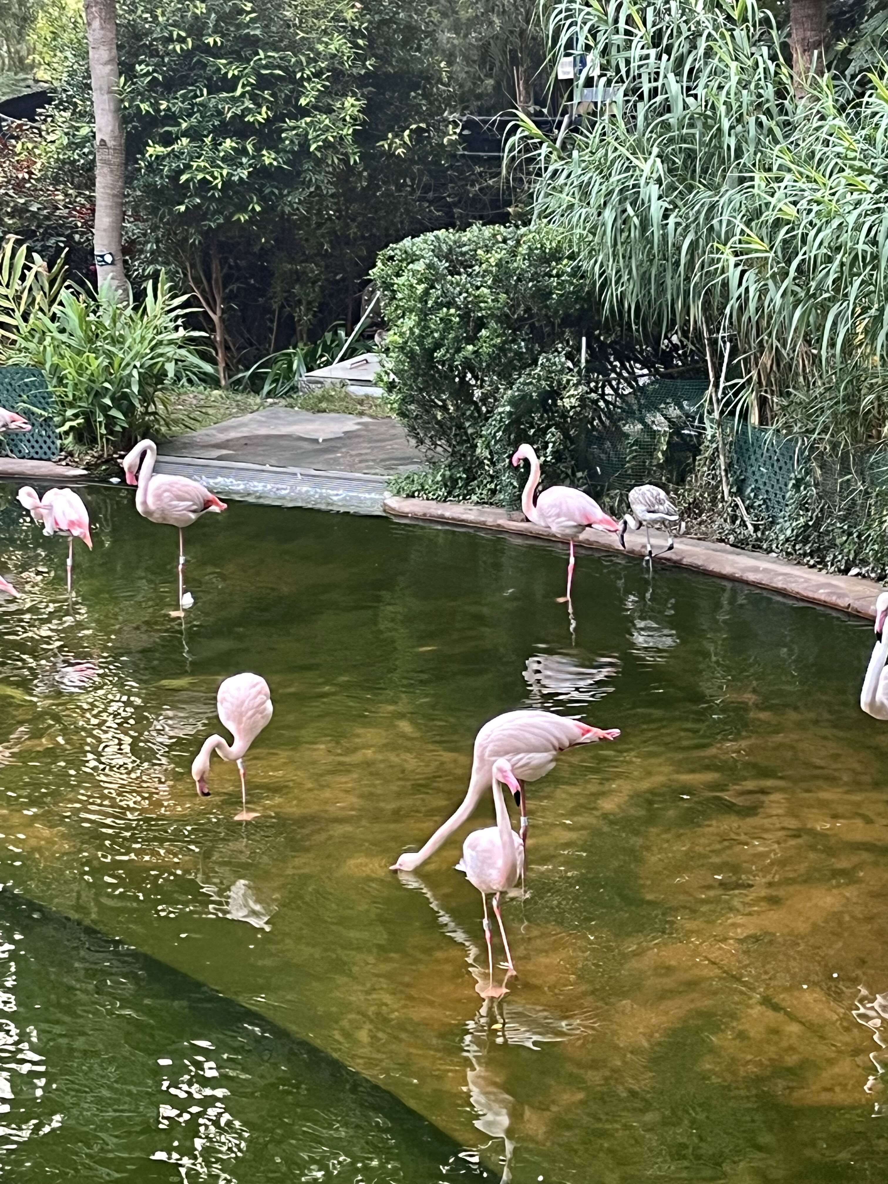 홍학