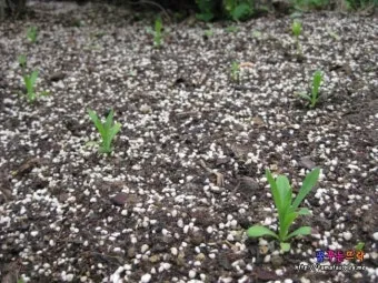 토양 개량 방법 유기물 석회 훈탄 염류집적 해결_9