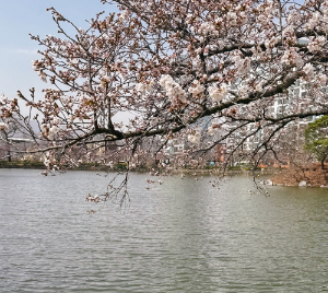 4월 국내 여행지