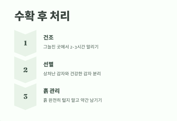 감자 수확시기 타이밍과 방법 11