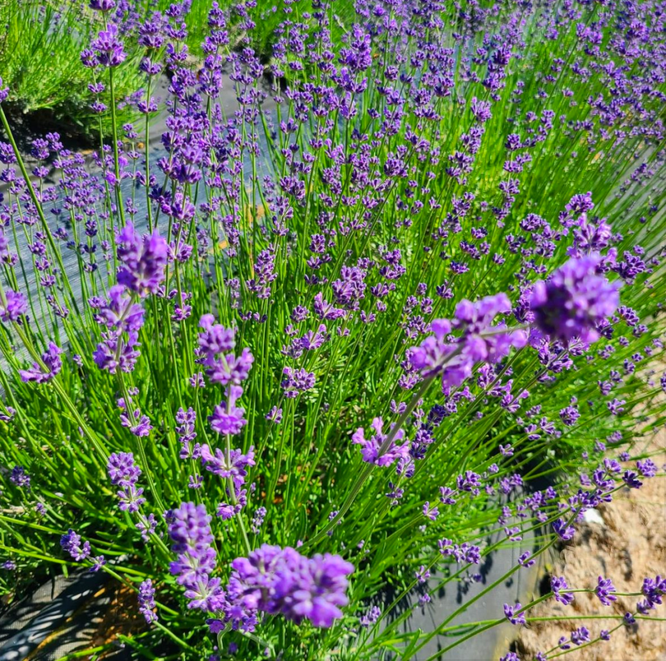 고창 청농원 라벤더 축제