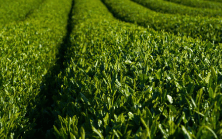 작두콩차 효능 10가지 부작용