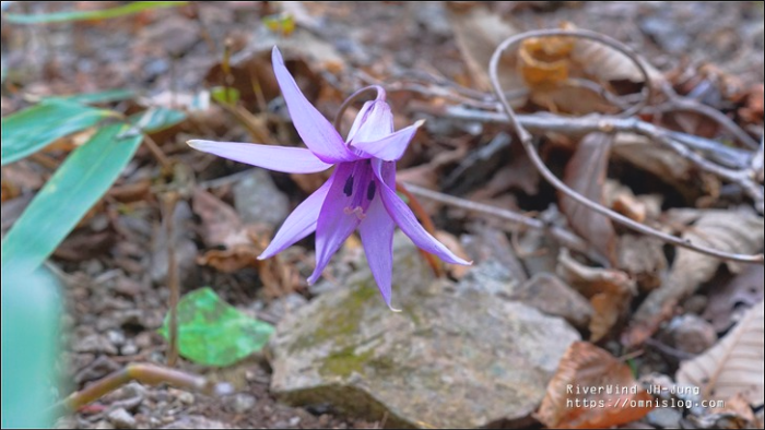 얼레지 꽃 천성산 상리천 야생화 트레킹
