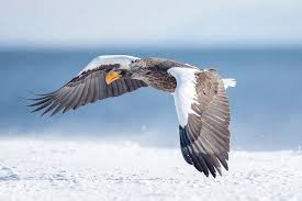 참수리가 사라진 하천 생태계 변화