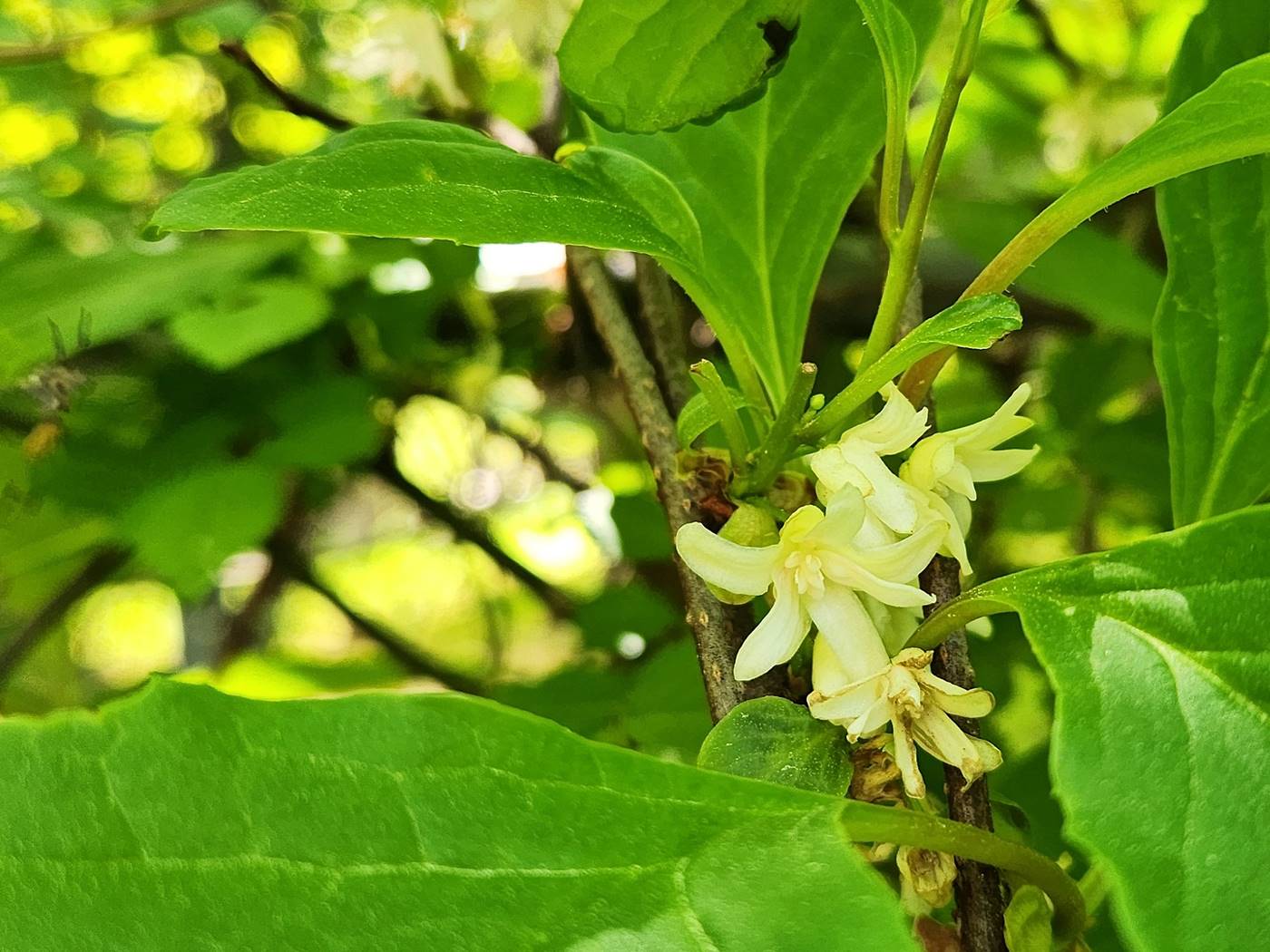 오미자