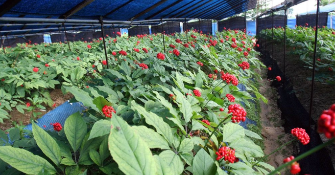 인제 인삼밭 체험, 강원 산골의 약초 문화