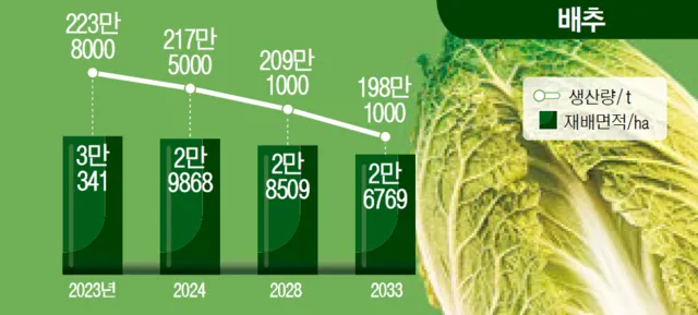 배추 재배 정식 시기 석회 뿌리기 벌레 예방_6
