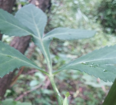 관절염에 좋은 음식