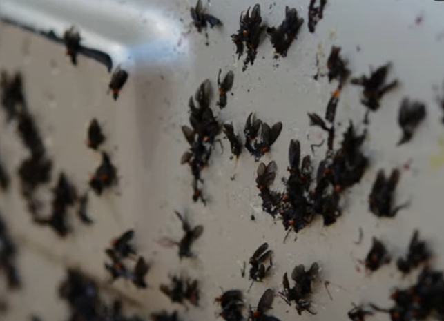 러브버그 퇴치법 8가지