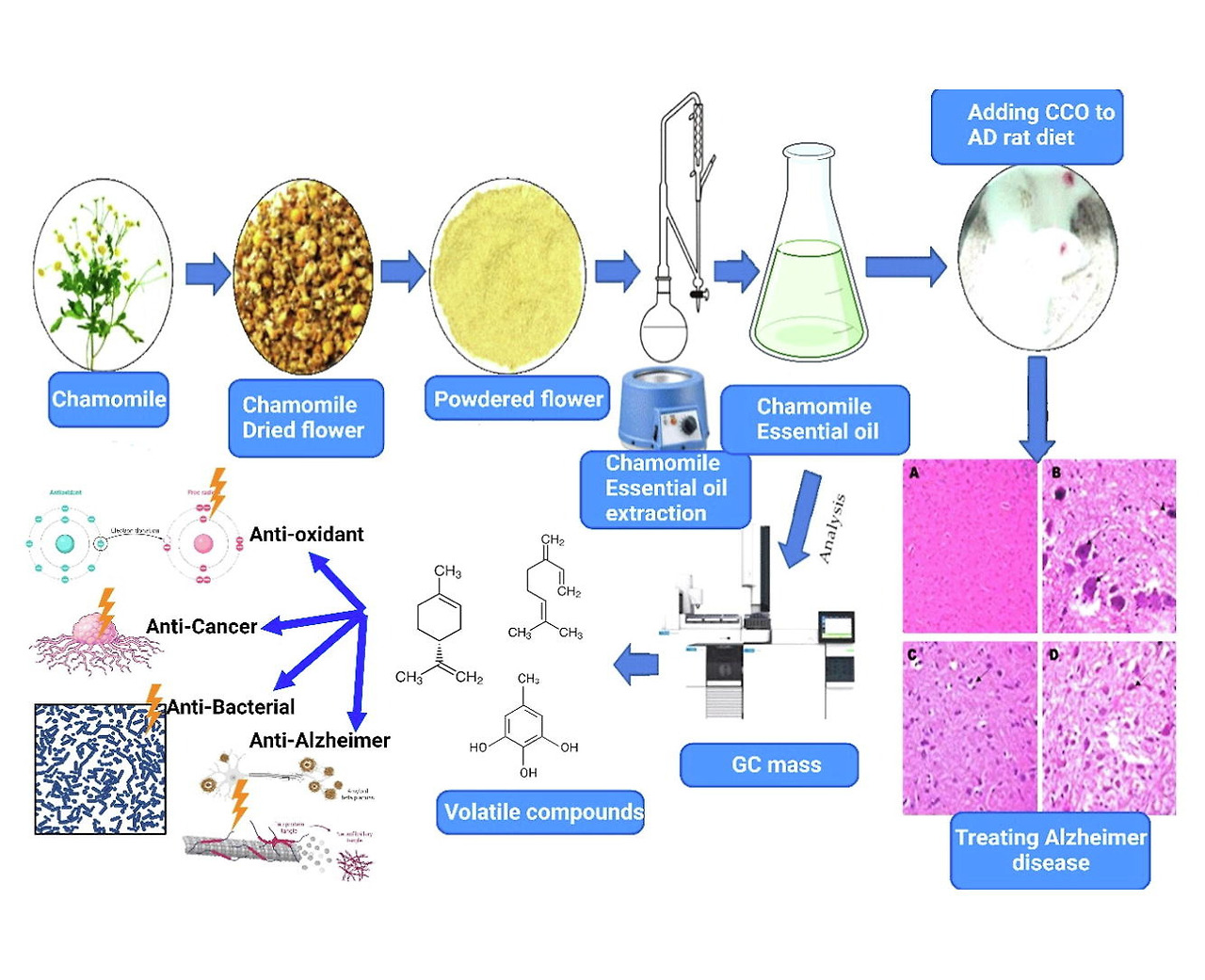 Diagram showing the process of extracting essential oil from chamomile flowers, adding it to the diet of Alzheimer’s disease model rats, and analyzing brain tissue changes. Includes steps of flower drying, powdering, oil extraction, GC-mass analysis of volatile compounds, and highlights antioxidant, anticancer, antibacterial, and anti-Alzheimer effects.