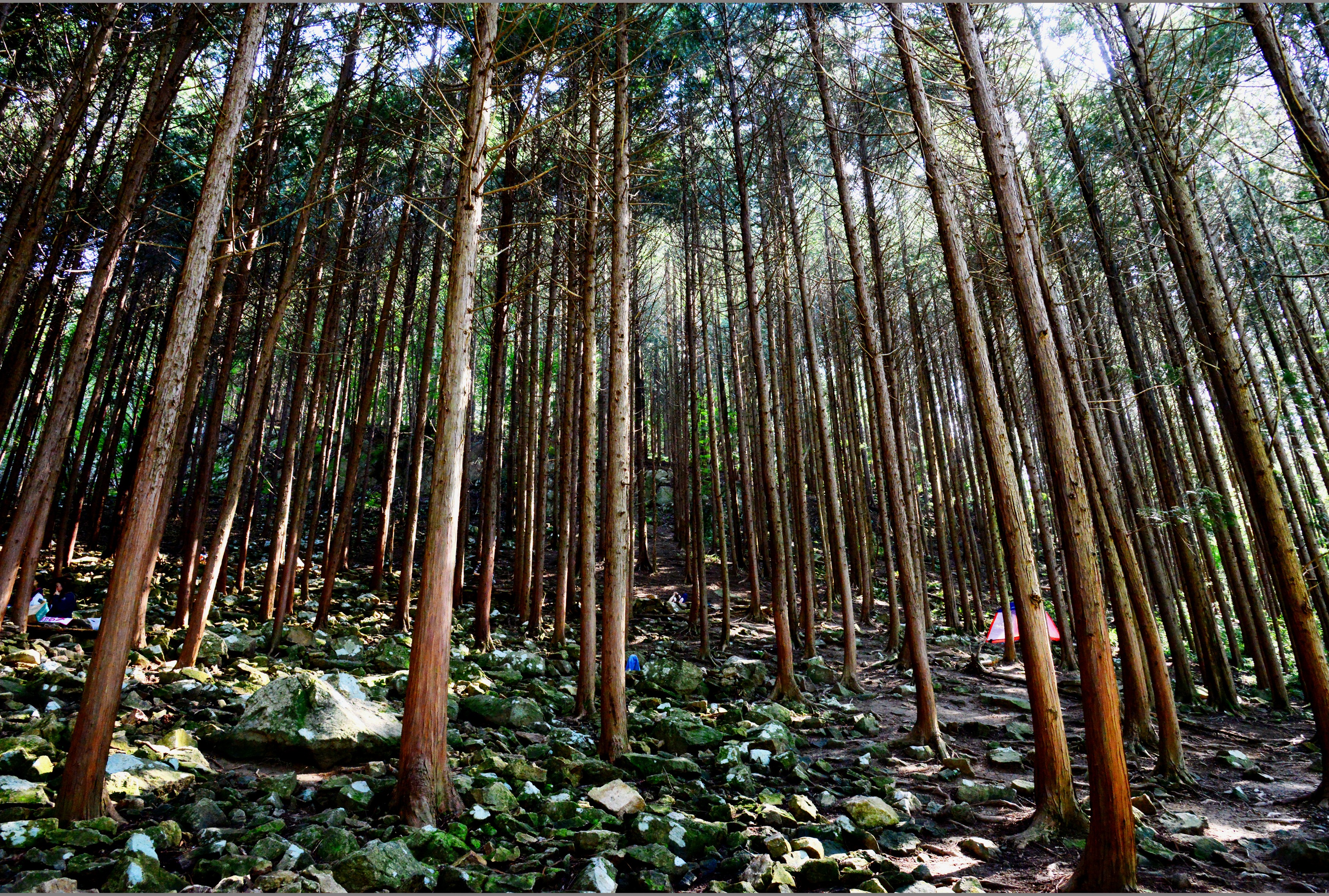 완주 공기마을 편백나무 숲 편백숲