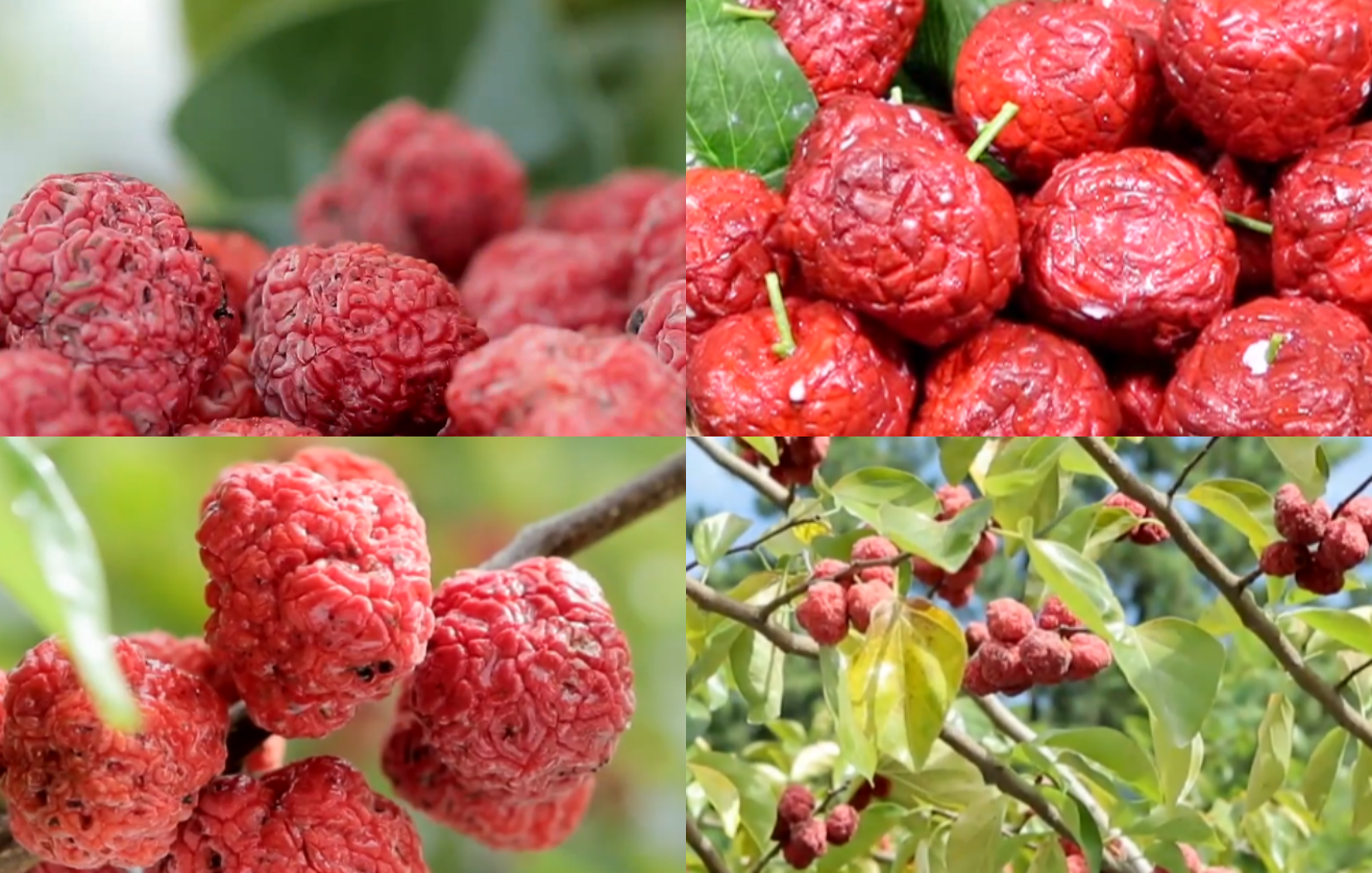 꾸지뽕 열매 먹는법