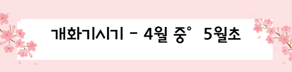 봄꽃 여행지