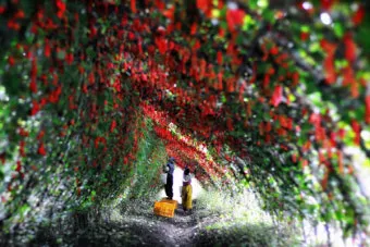 오미자 재배 차광 관리 덩굴 유인 병해 예방_12