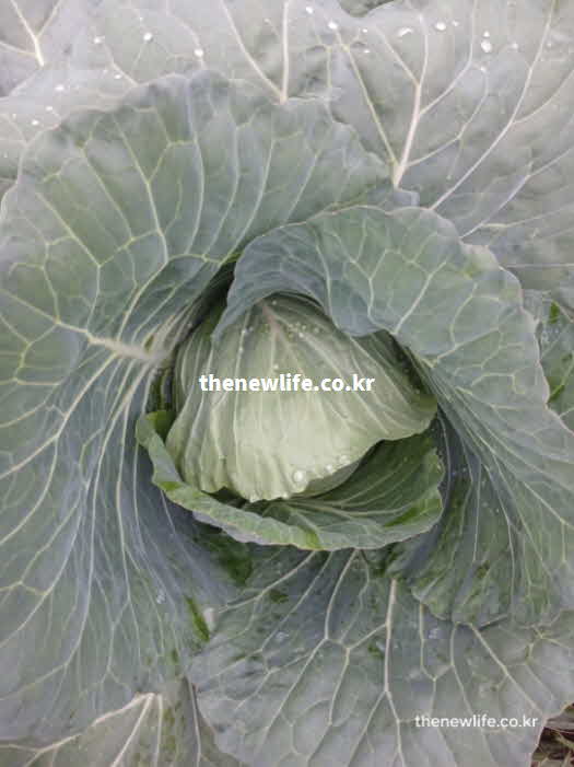 양배추 효능 영양성분 실사진