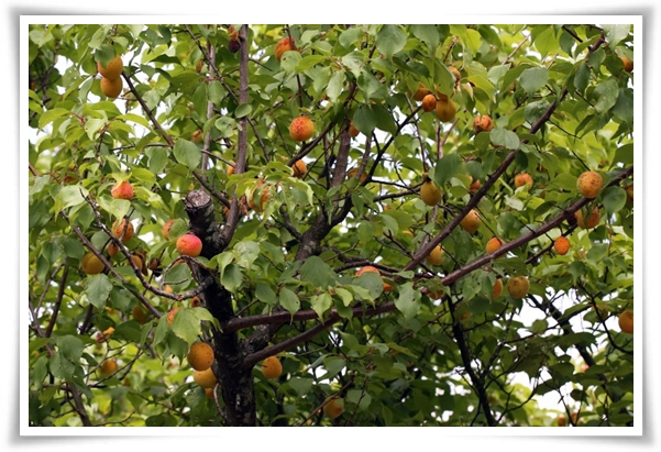 텃밭 "6월, 매실 수확하세요!" 초록빛 활력의 싱그러운 여름의 맛 매실!