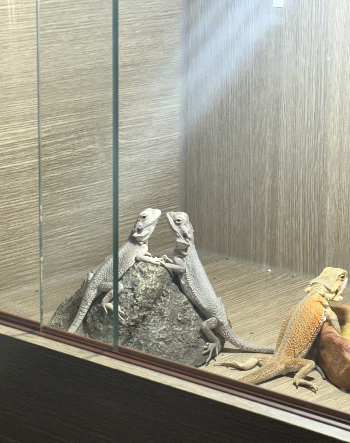 2025 관상어파충류박람회송도컨벤시아파충류사진