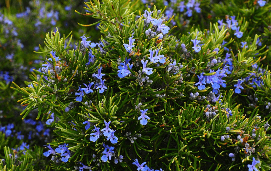 로즈마리 효능을 알고 활짝 핀 로즈마리 꽃을 구경하고 있다
