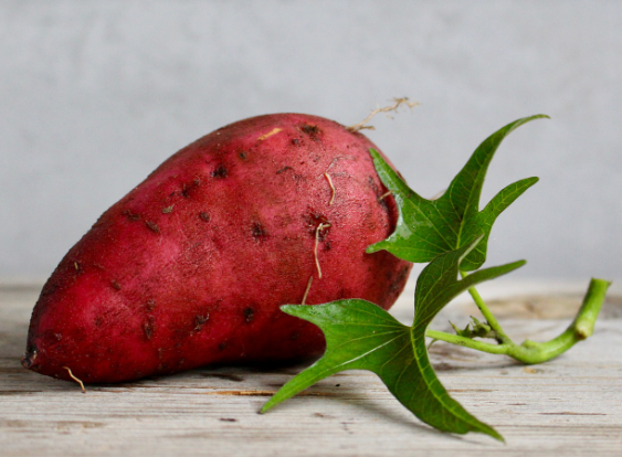 기억력 좋아지는 음식 고구마