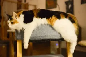 고양이